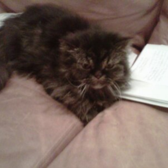 Meet your Posher, LisaMarie - Picture 3 of 8